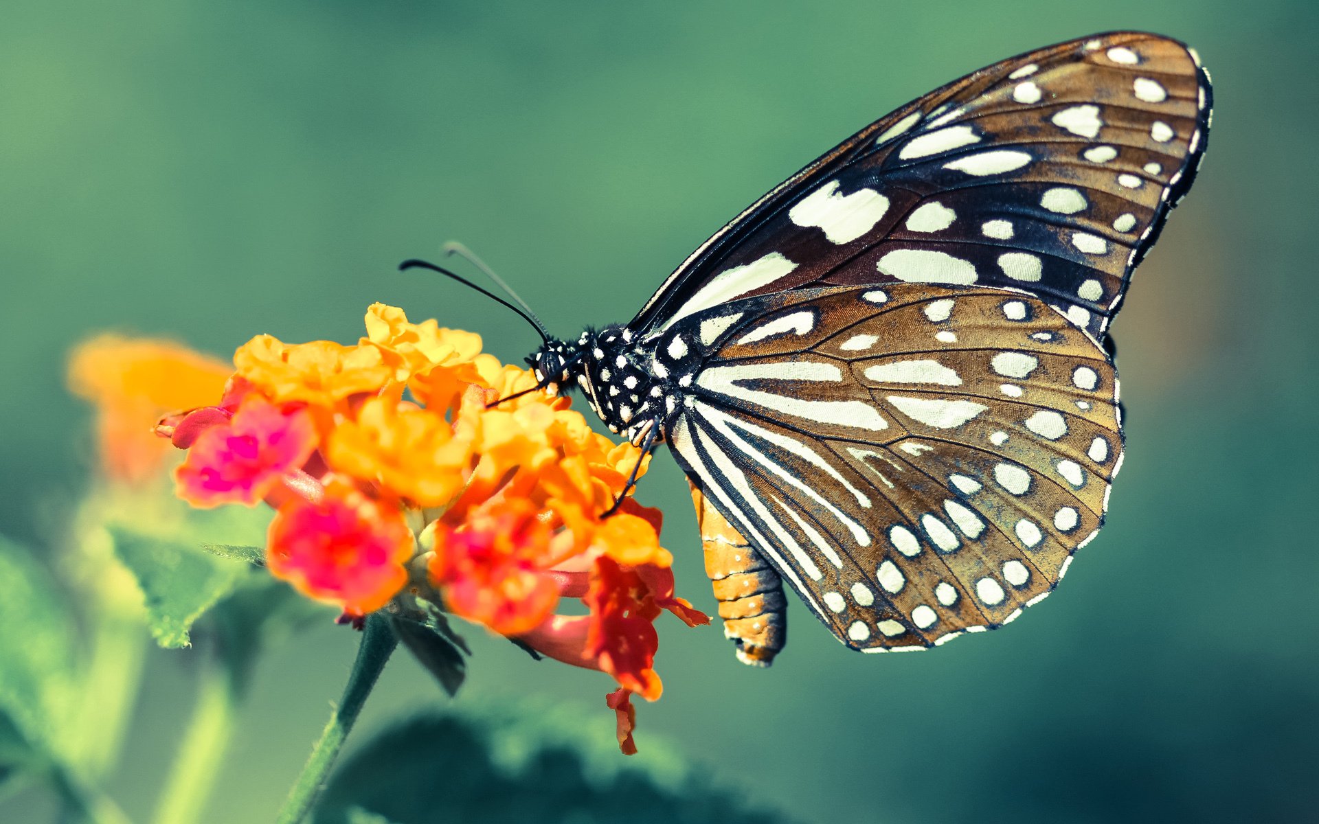 kaiyun体育综合-“奇才队当家球星伤退，战局生变”，奇才队有哪些球星