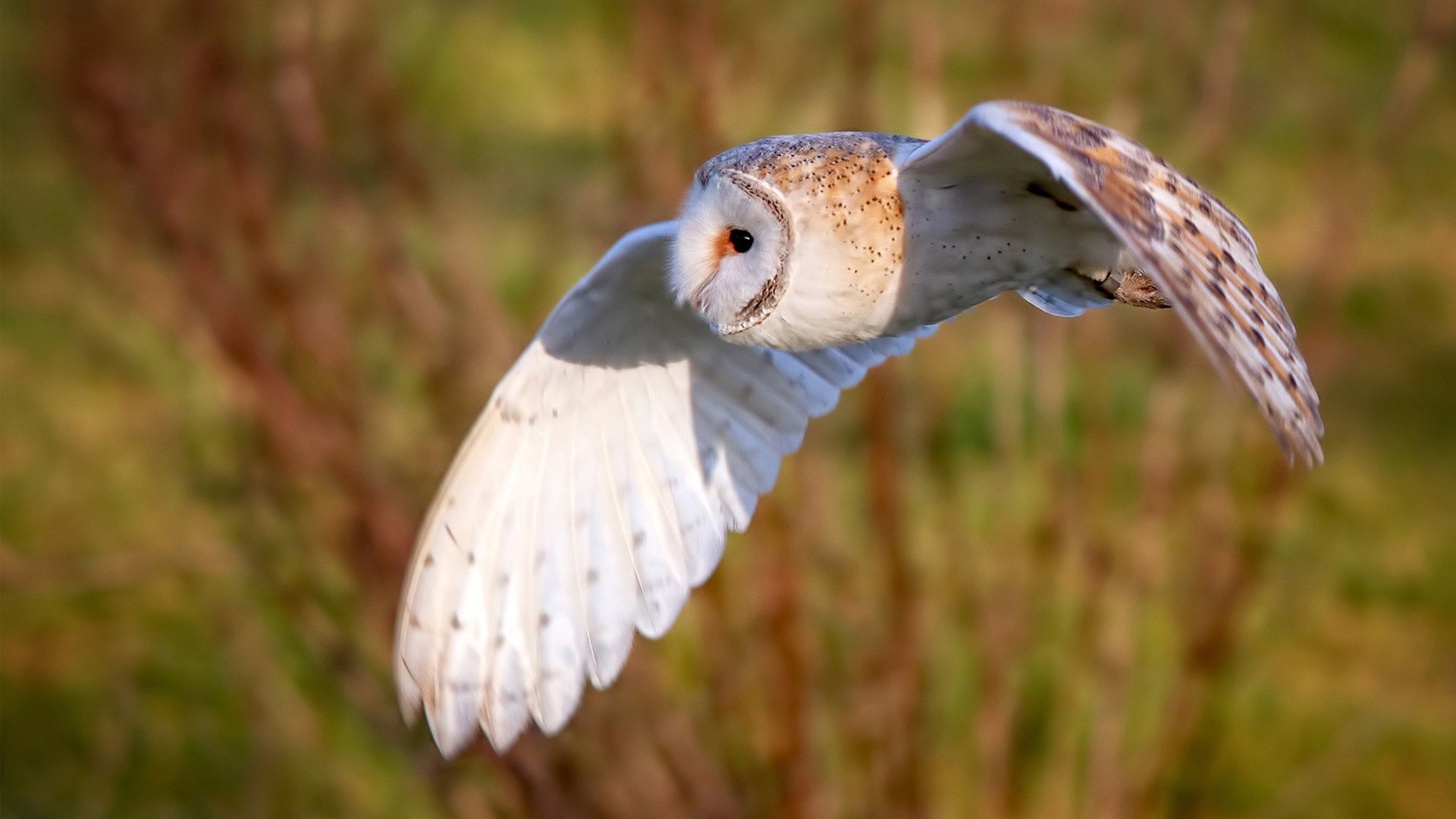 开云体育app网页版安全-中国女篮在国际比赛中展现新战术体系，中国女篮赛制